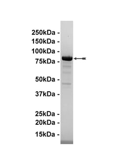 Eurofins DiscoverX Rsk2/MAPKAP Kinase 1b Protein, Active 10 &mu;g | Buy Online | Eurofins DiscoverX | Fisher Scientific